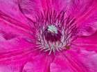 USA, Oregon. Garden in full bloom with close-up of clematis Art Print